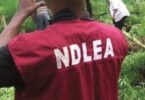 NDLEA uncovers large farm of marijuana in Kano e1637501727420