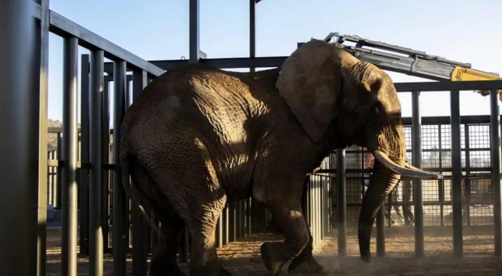 Charlie the elephant was captured from Zimbabwe aged two 20240821 120020 0000