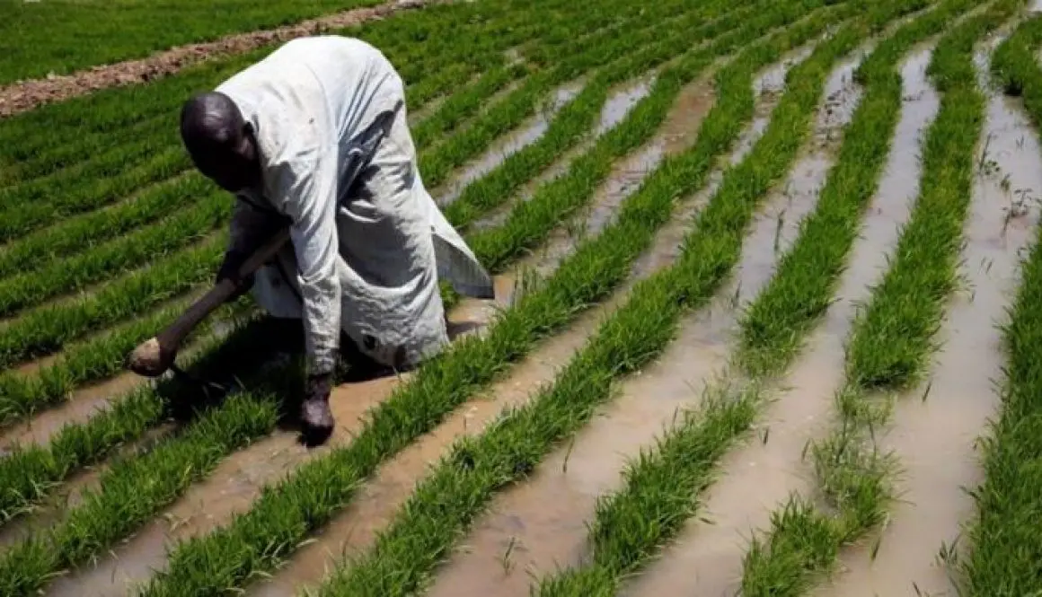 Poor returns force farmers to abandon food crops in North West 1160x665 1