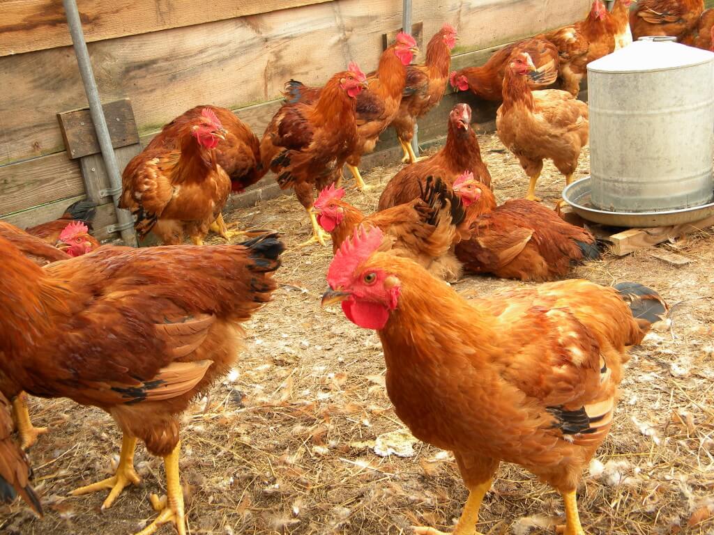 rural poultry farming 1