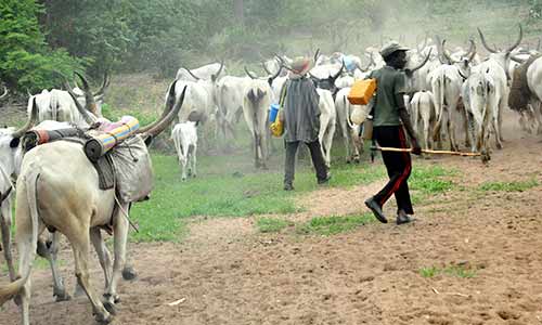 Cattle Breeder Arraigned For Allegedly Damaging N15 Million Maize Farm In Oyo