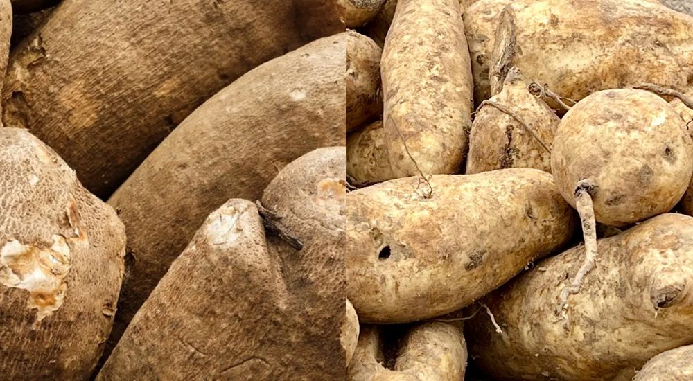 L R Yam tubers Potatoes