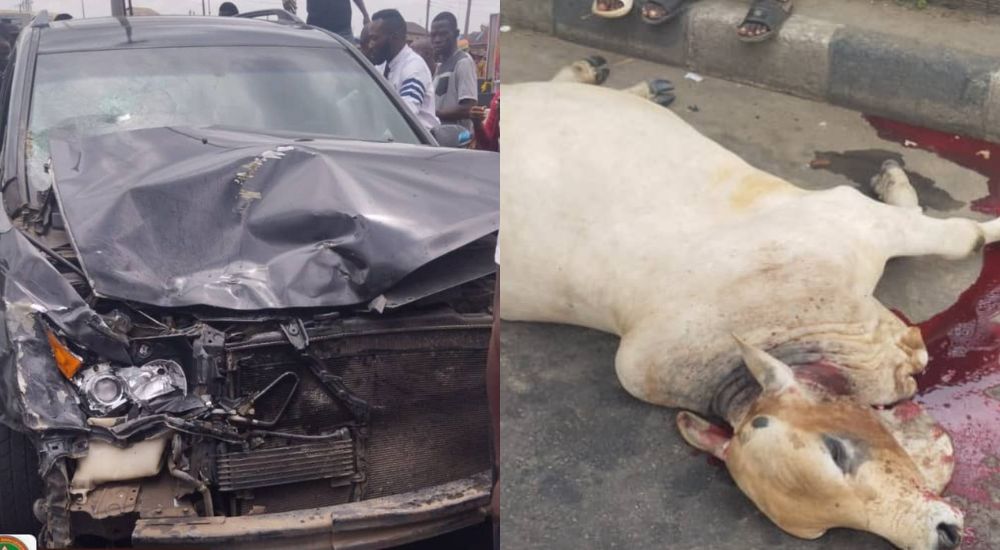 SUV Collides With Cows In Lagos