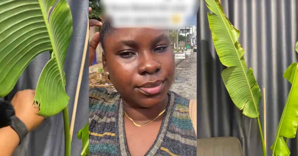 “Igi ogede” – Lady in awe as friend gifts her banana leaves as decor for new apartment (VIDEO)