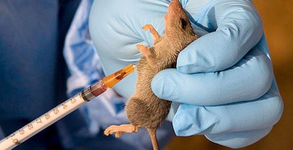 LASSA FEVER