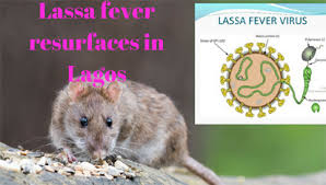 Lassa fever rat