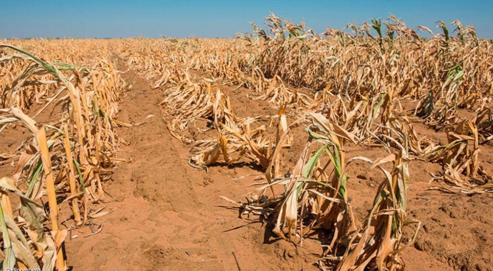 Over 15 Of Economic Losses Caused By Droughts Report