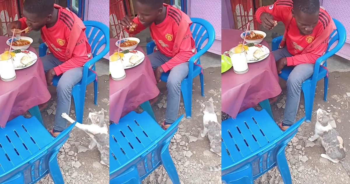 “Make the cat go hustle, country h@rd” – Man turns down begging cat, refuses to share his meal at a local restaurant (WATCH)