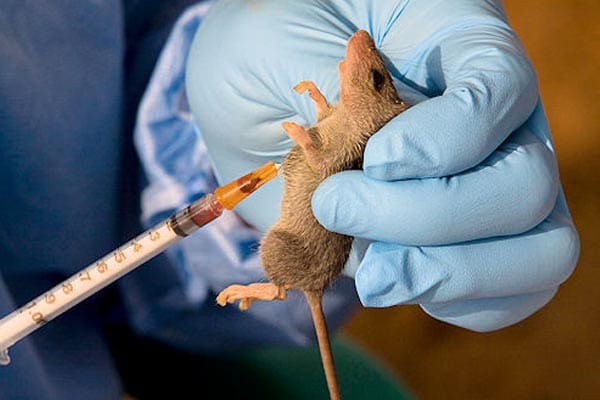 OYO: Govt confirms four deaths linked to suspected lassa fever outbreak