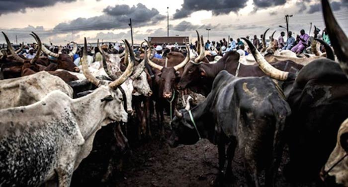 Kara Cattle market