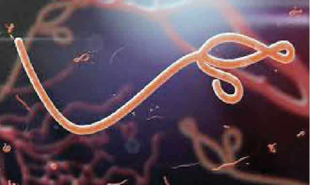 Ebola virus