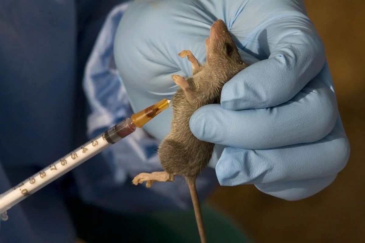 LASSA FEVER