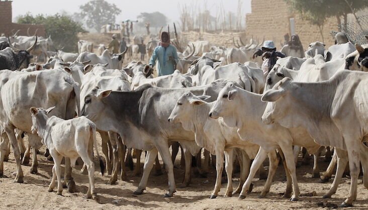 Nigeria Cows 732x418 1