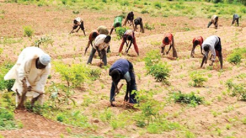 All Farmers Association of Nigeria Dissociates Self From Ado Kano