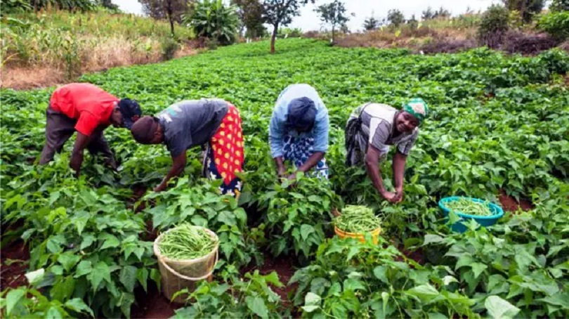 Farmers Warn Nigerians to Prepare For Serious Food Crisis in 2025