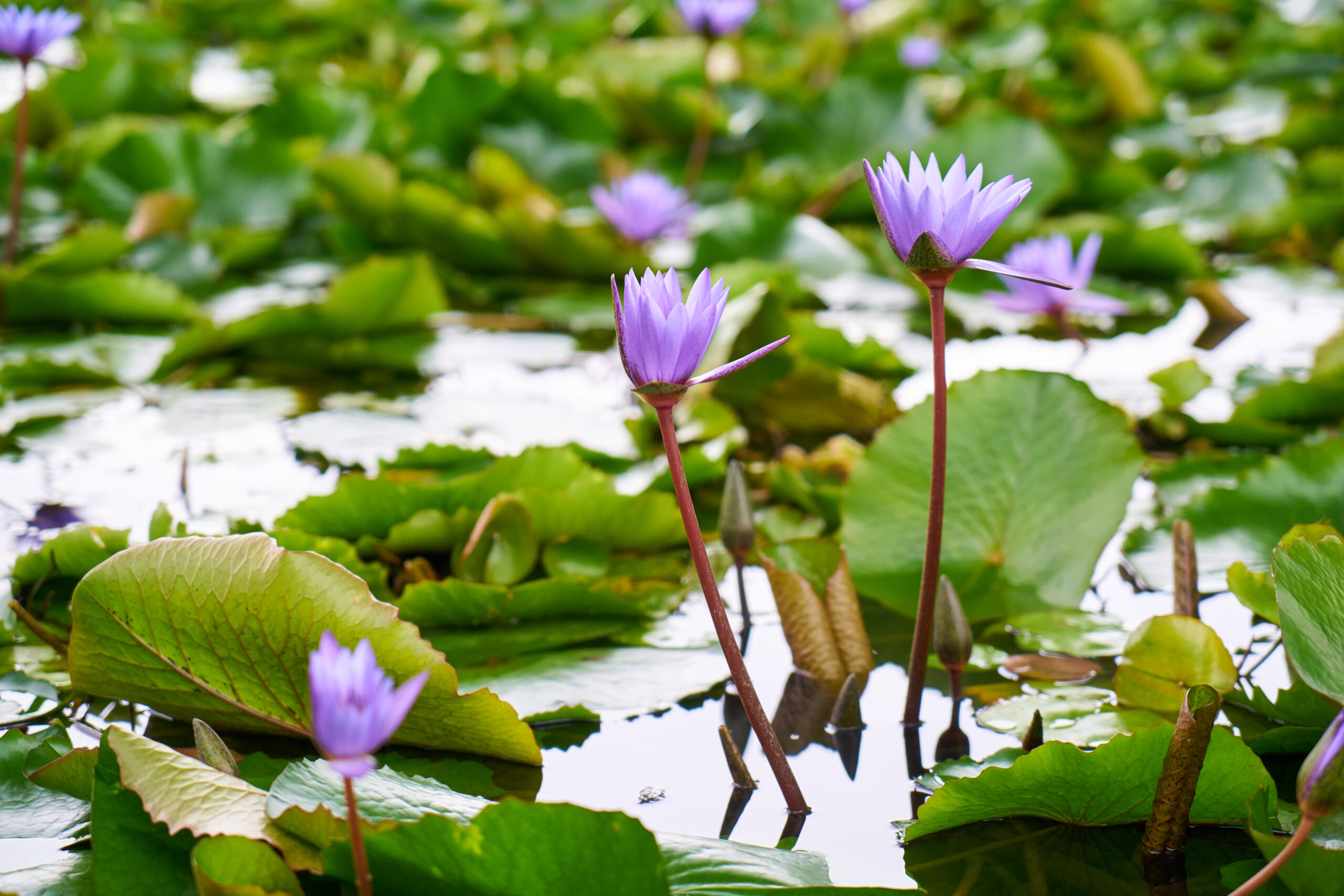 water hyacinth scaled