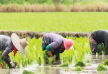 Rice farmers at work