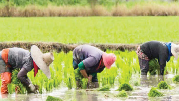 Rice farmers at work