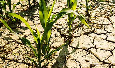 climatechangeagriculture