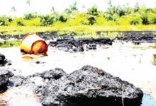 ogoni clean up