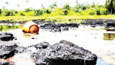 ogoni clean up