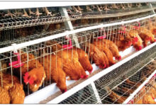 poultry business