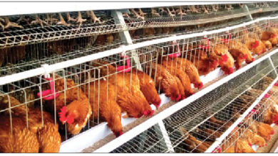 poultry business