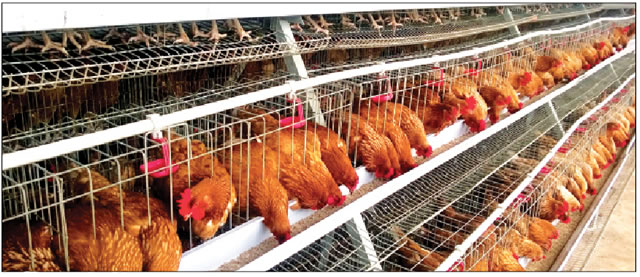 poultry business