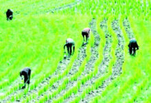 rice farmers