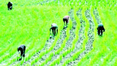 rice farmers