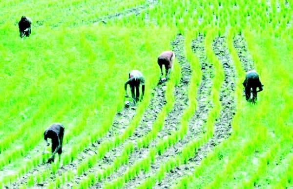 rice farmers