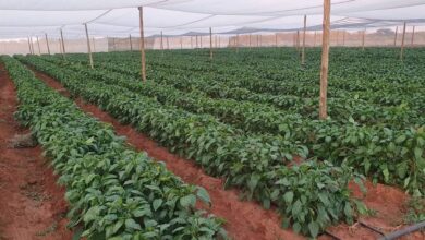 Irrigation farmland 1080x630