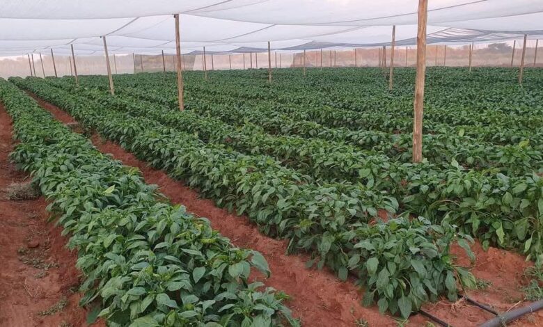 Irrigation farmland 1080x630