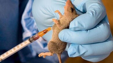 LASSA FEVER