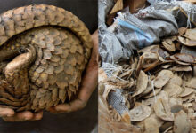 Pangolin scales