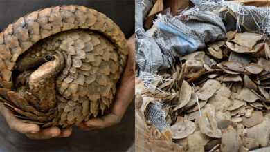 Pangolin scales