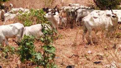 recovered cows