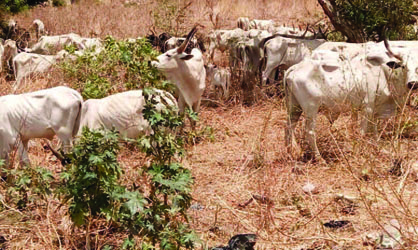 recovered cows